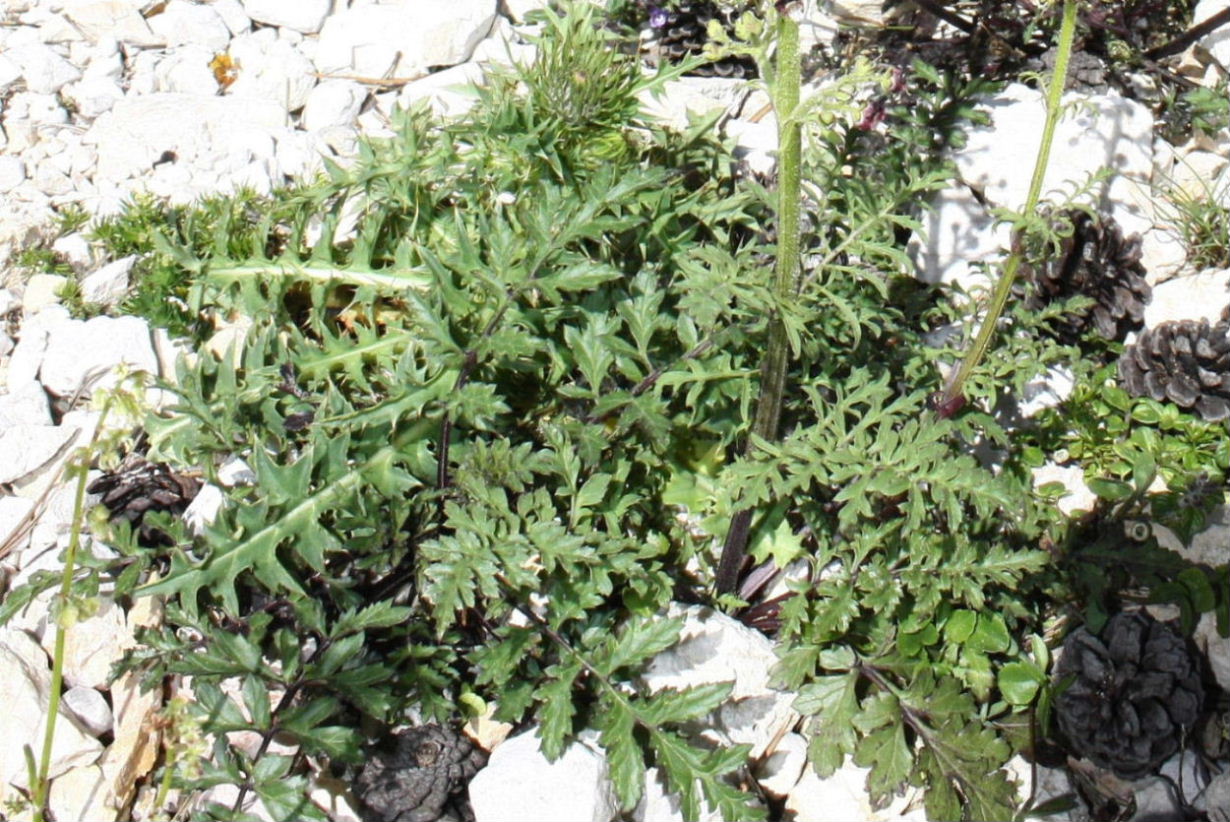 Scrophularia hoppii  / Scrofularia di Hoppe